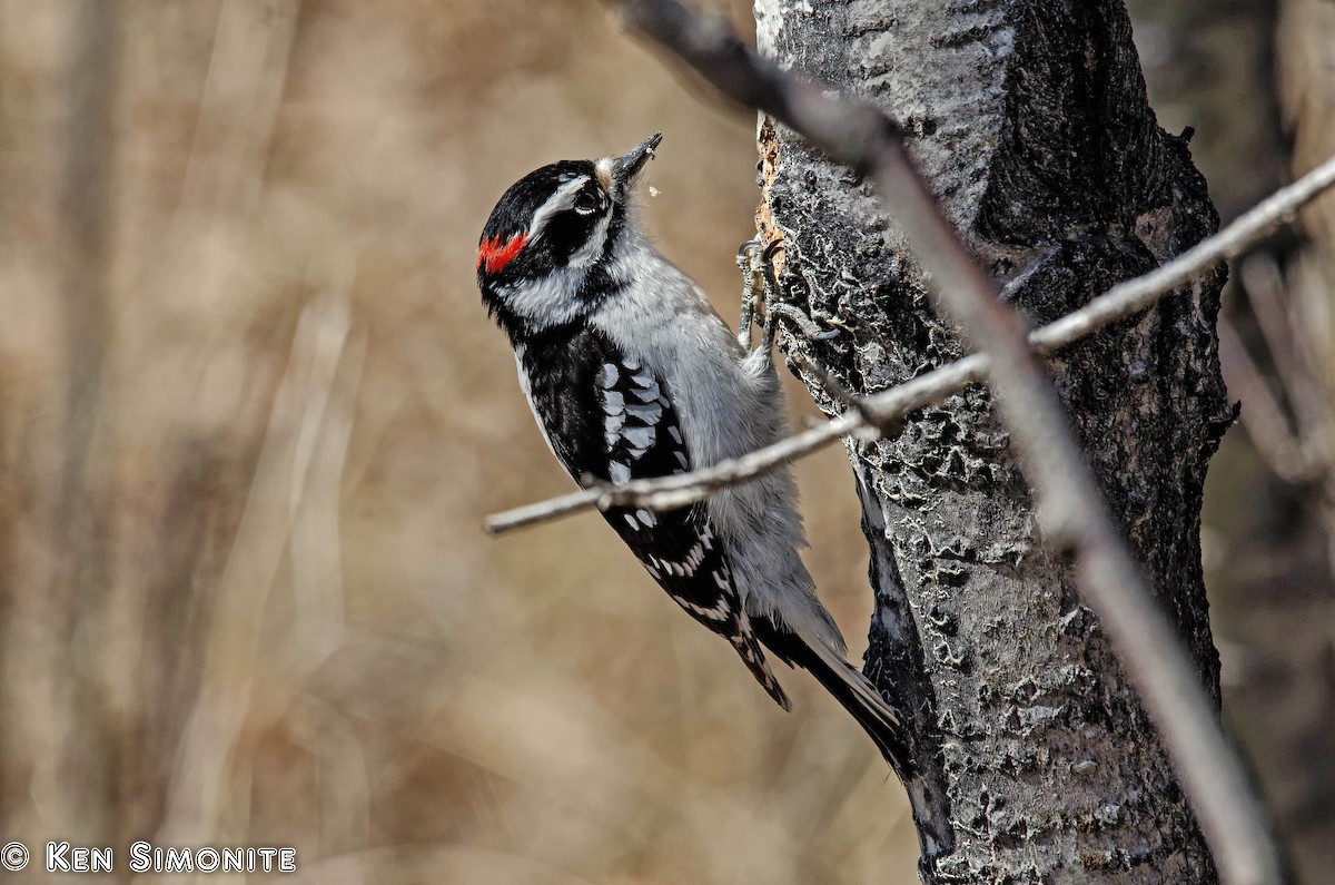 Downy Woodpecker (Eastern) - Ken Simonite