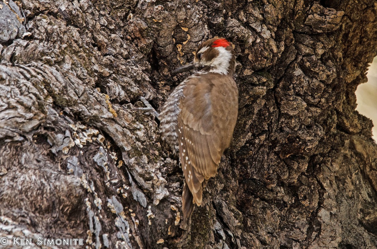 Arizona Woodpecker - Ken Simonite