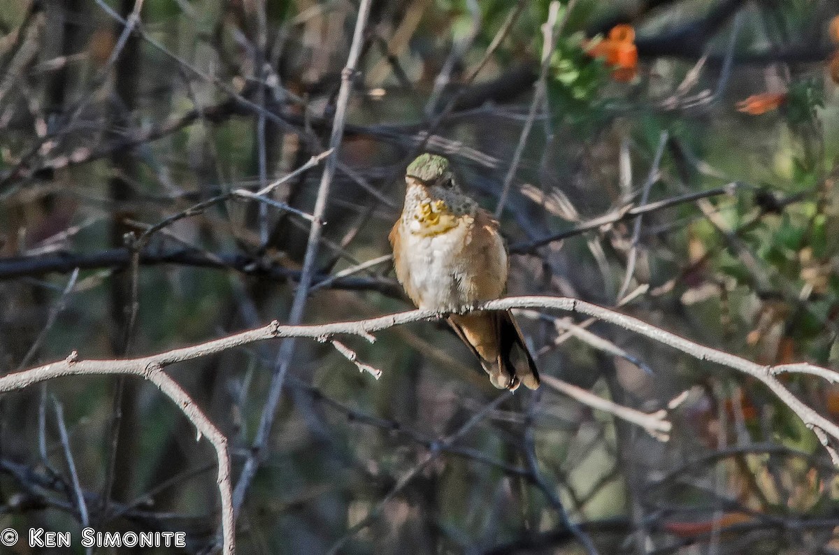 Broad-tailed Hummingbird - Ken Simonite