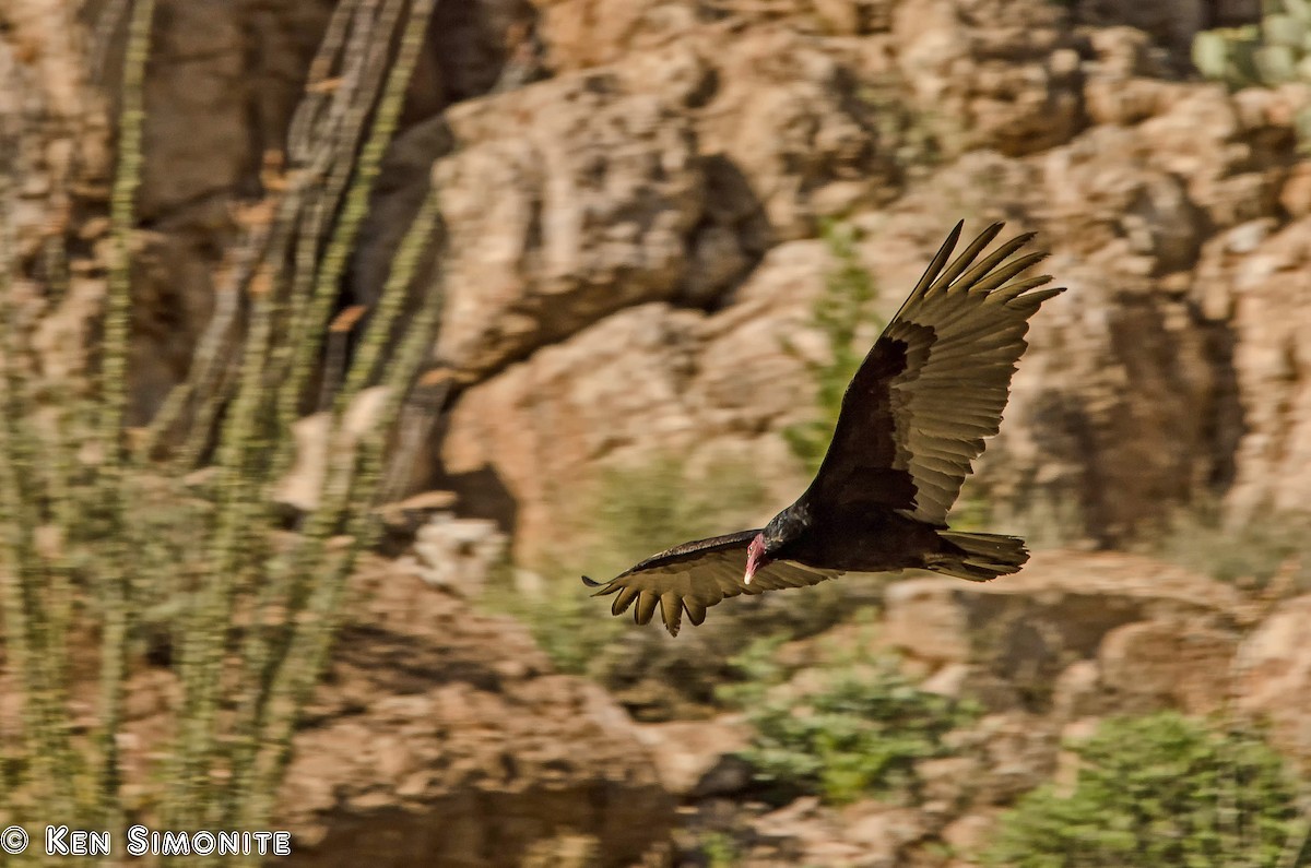 Turkey Vulture (Northern) - Ken Simonite