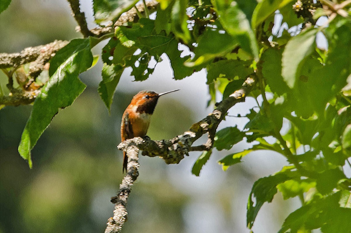 Rufous Hummingbird - Ken Simonite