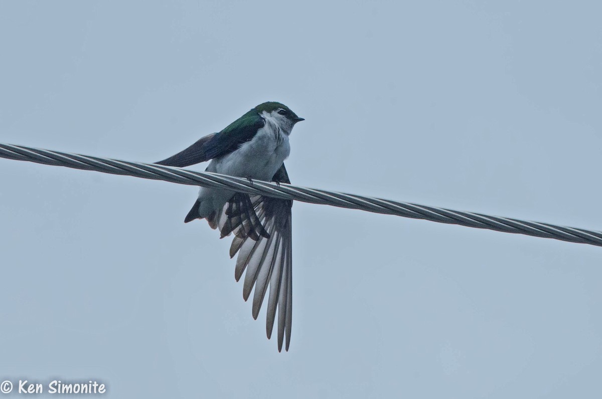 Violet-green Swallow - Ken Simonite