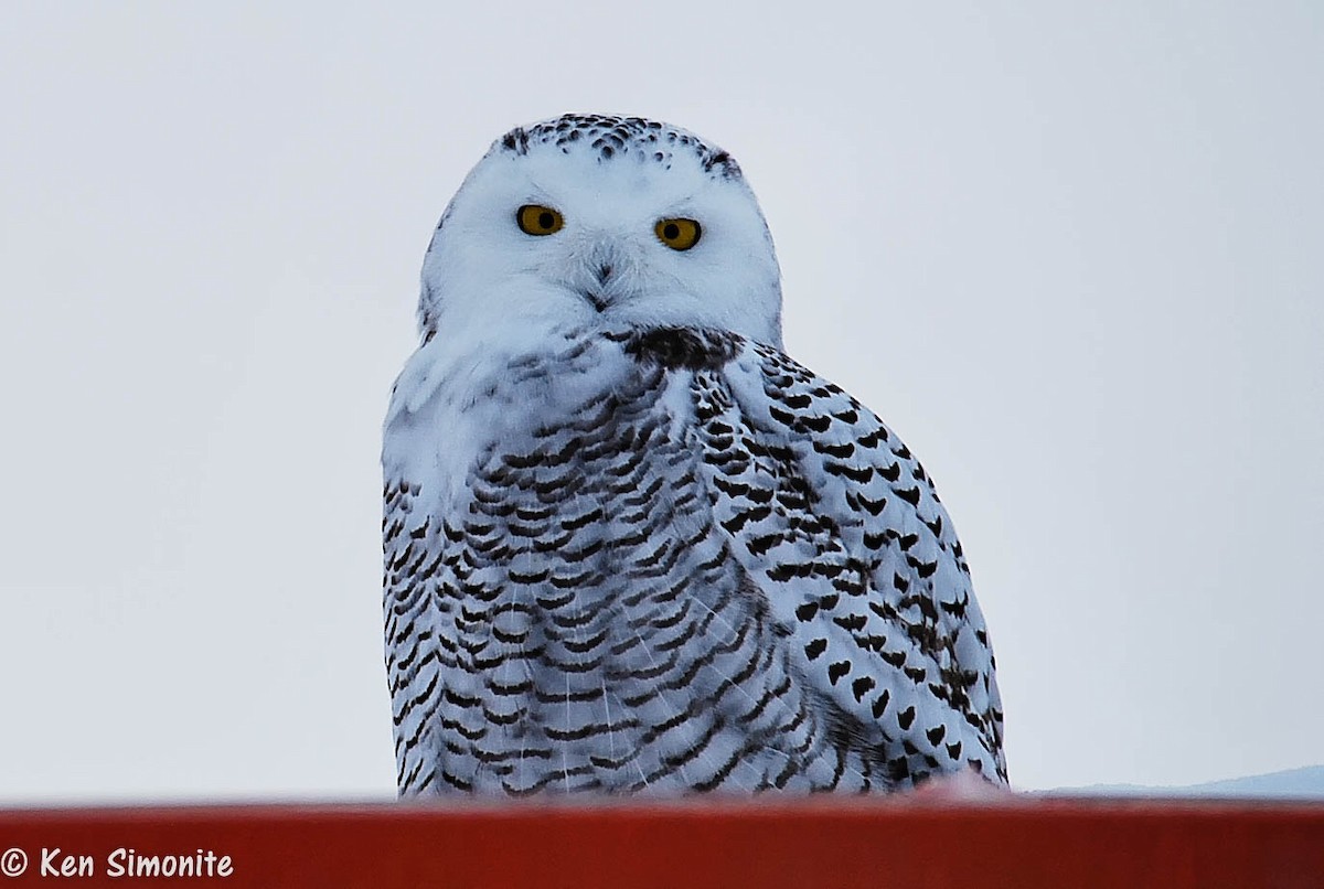Snowy Owl - Ken Simonite