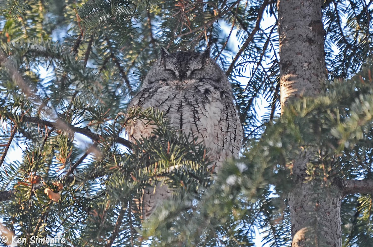 Eastern Screech-Owl (Northern) - Ken Simonite