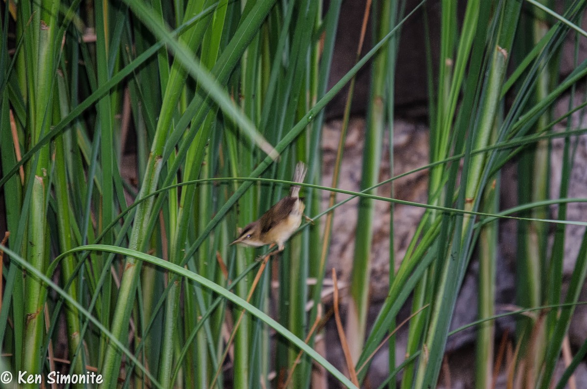 Black-browed Reed Warbler - Ken Simonite