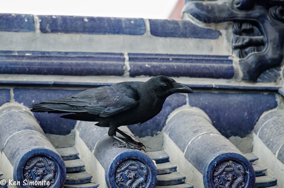 Large-billed Crow (Large-billed) - Ken Simonite