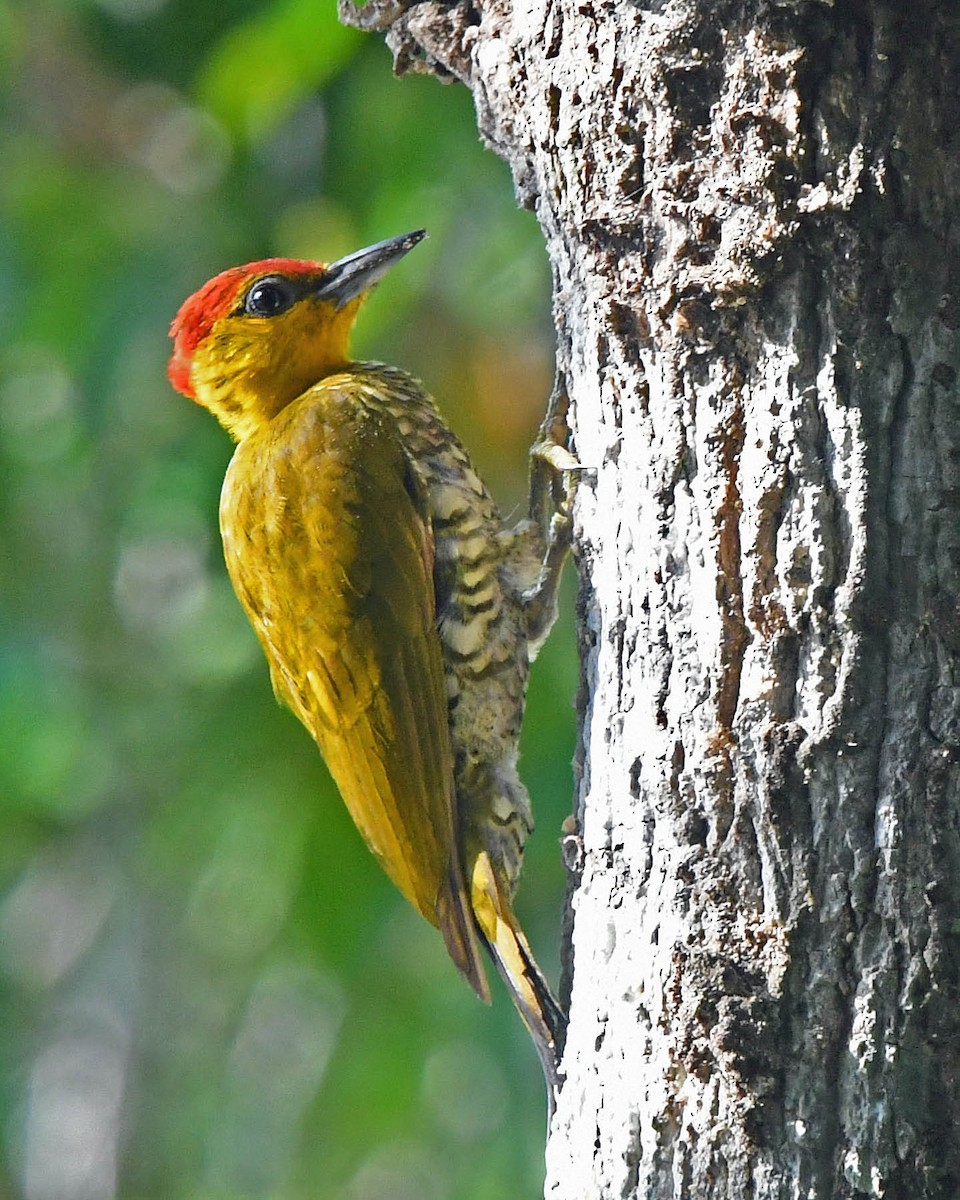 Yellow-throated Woodpecker - ML205815971