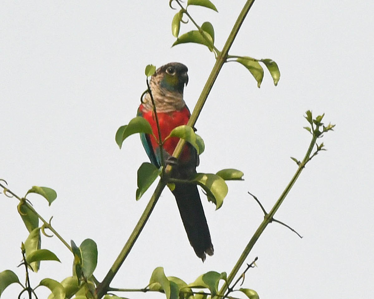 Crimson-bellied Parakeet - ML205816151