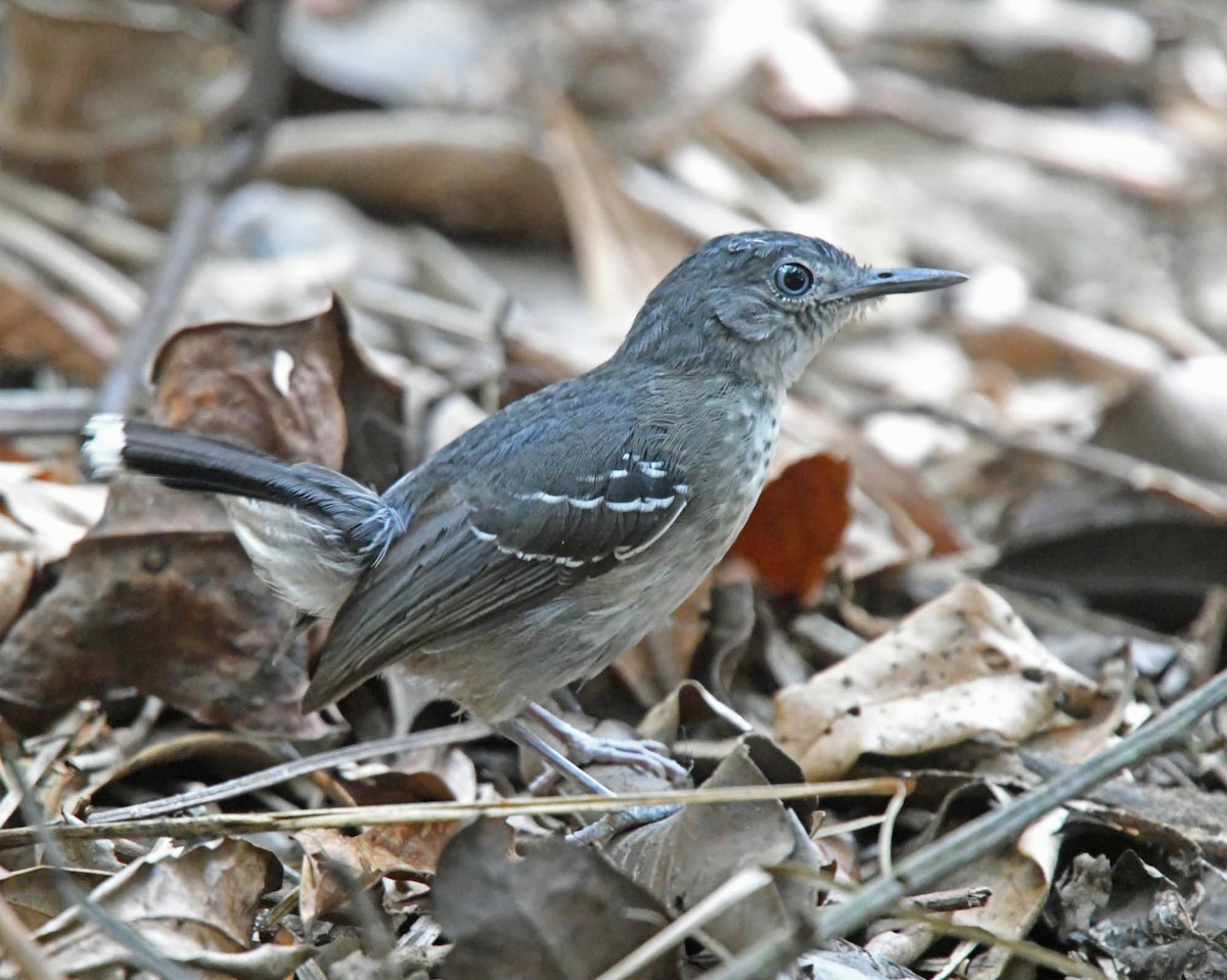Band-tailed Antbird - ML205816201