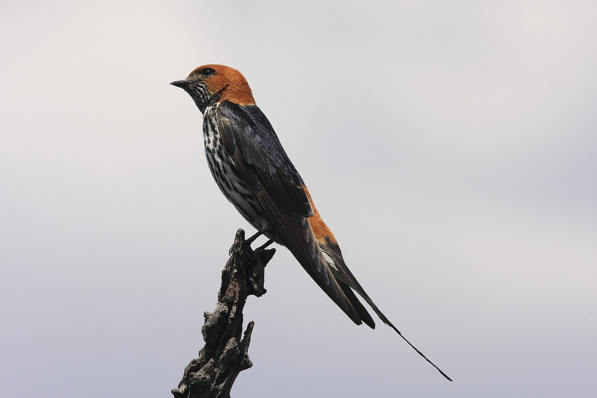 Lesser Striped Swallow - Loutjie Steenberg