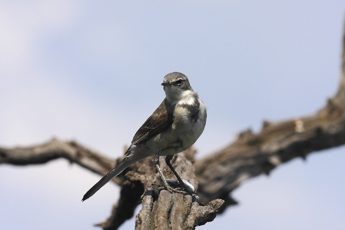 Cape Wagtail - ML205816591