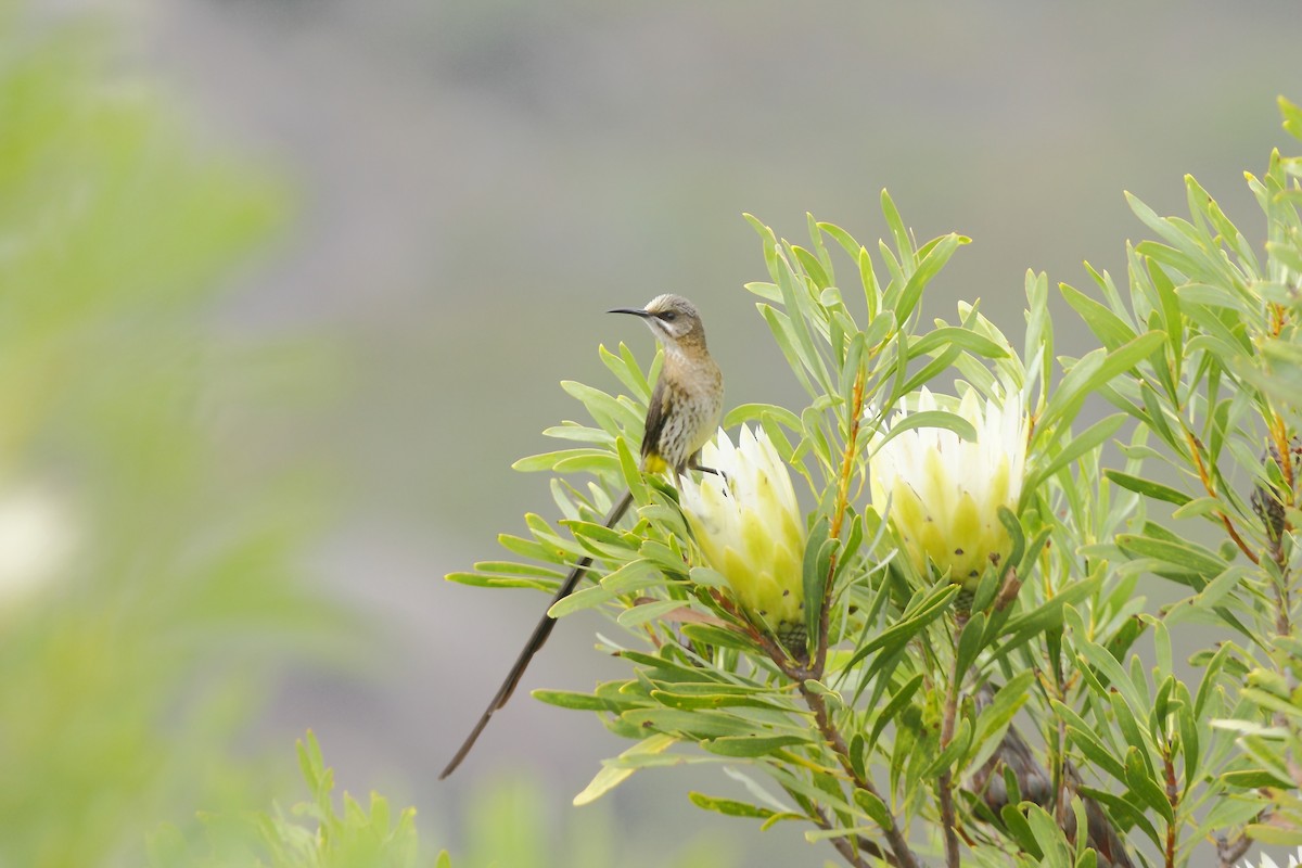Cape Sugarbird - Loutjie Steenberg