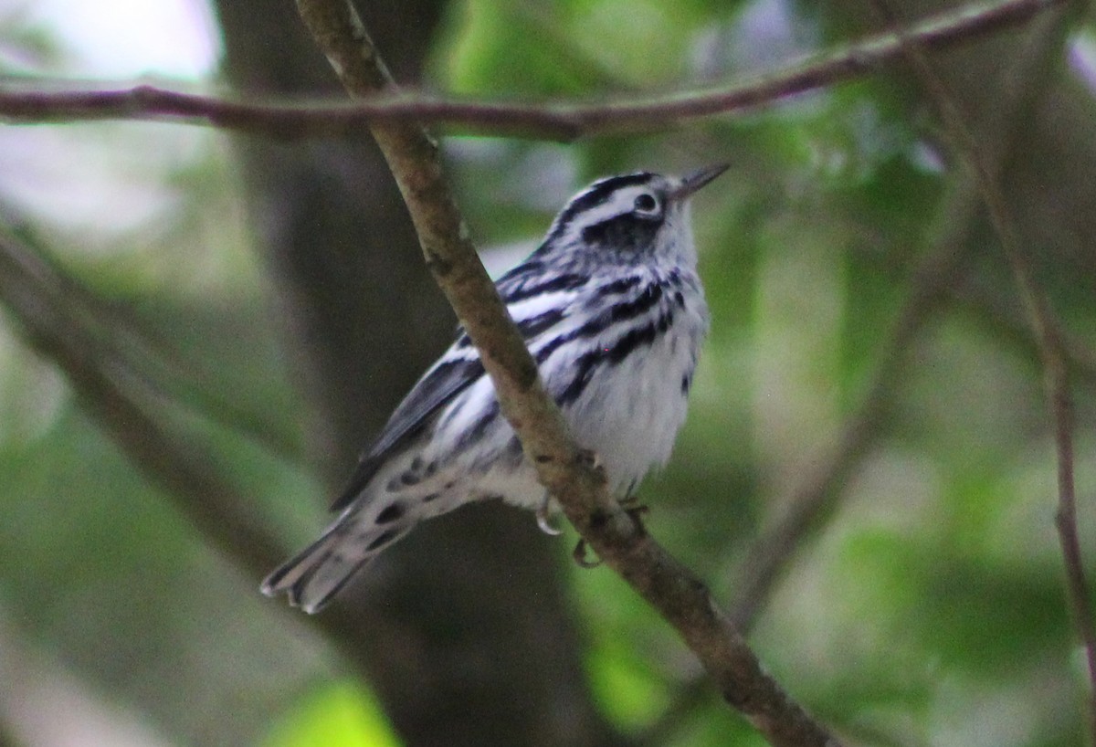 Black-and-white Warbler - ML20581671