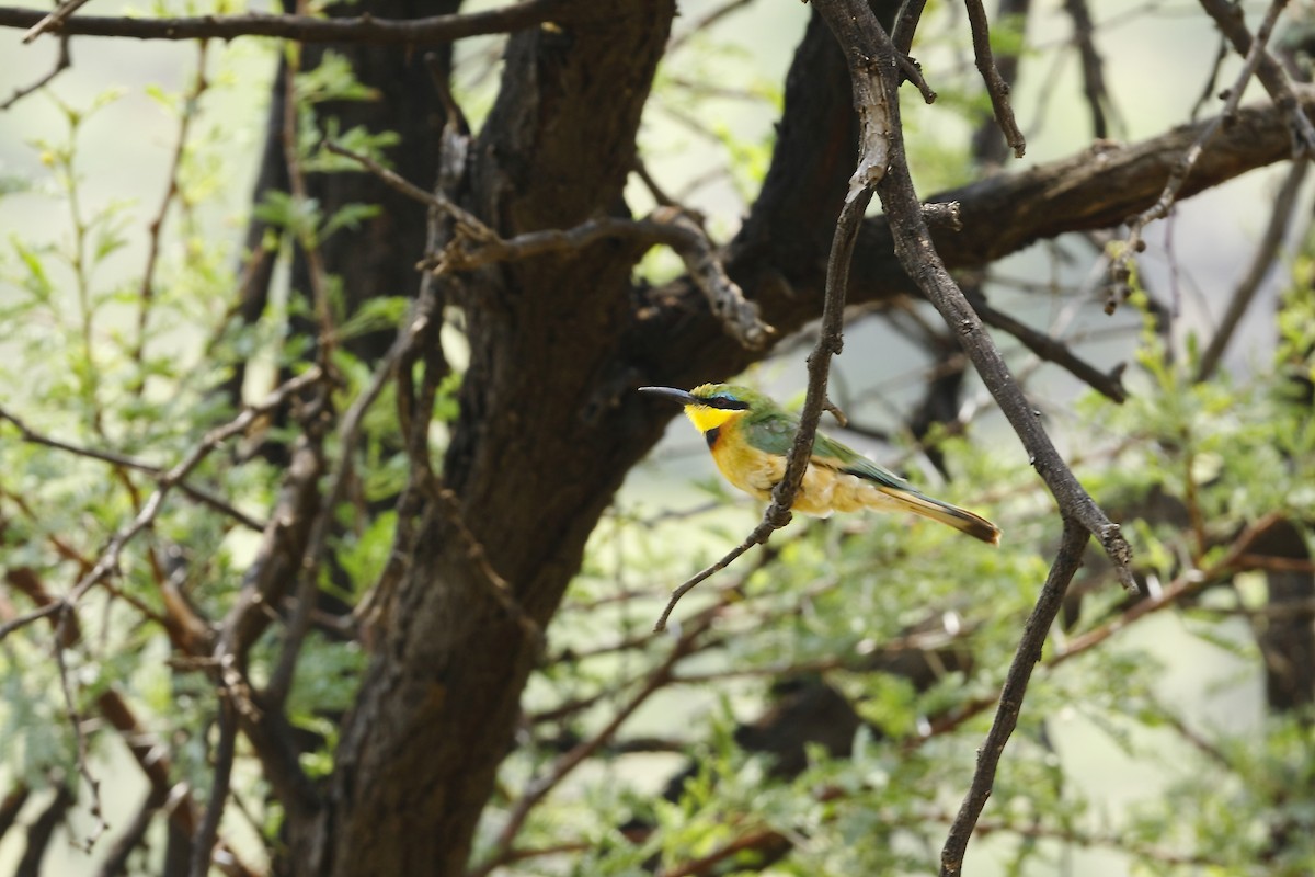 Little Bee-eater - Loutjie Steenberg