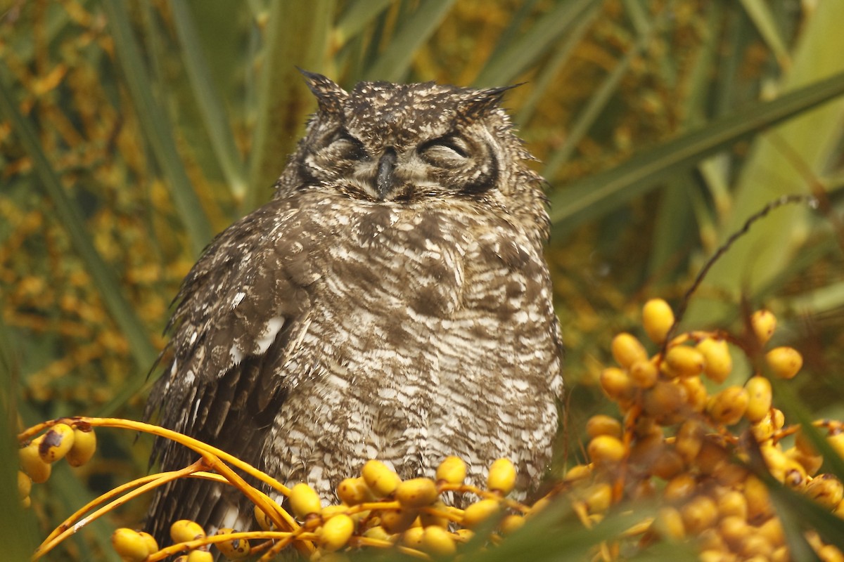 Spotted Eagle-Owl - Loutjie Steenberg