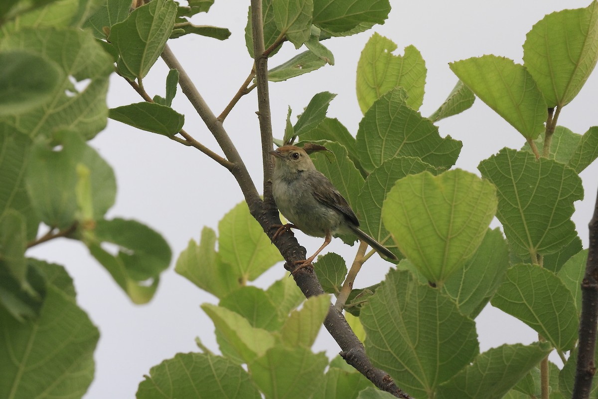 Piping Cisticola - Loutjie Steenberg