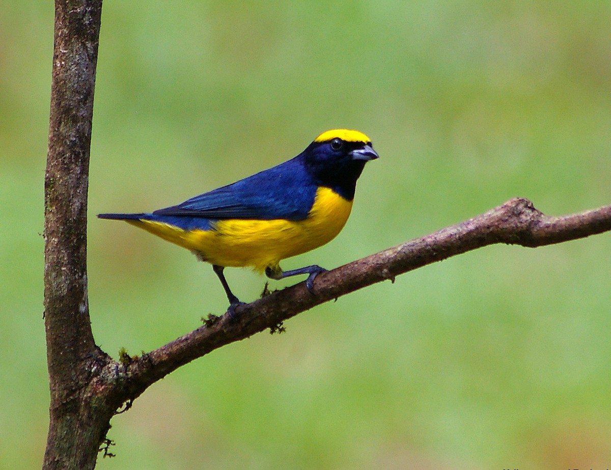 Yellow-crowned Euphonia - Chris Chafer