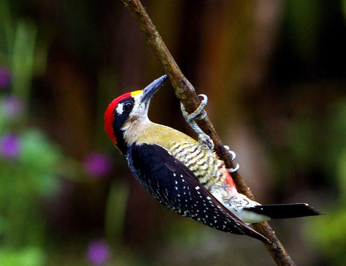 Black-cheeked Woodpecker - Chris Chafer