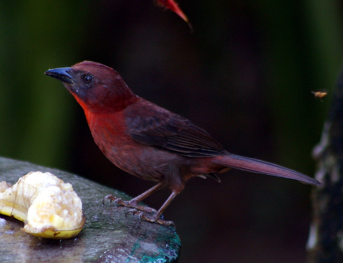Red-throated Ant-Tanager - Chris Chafer