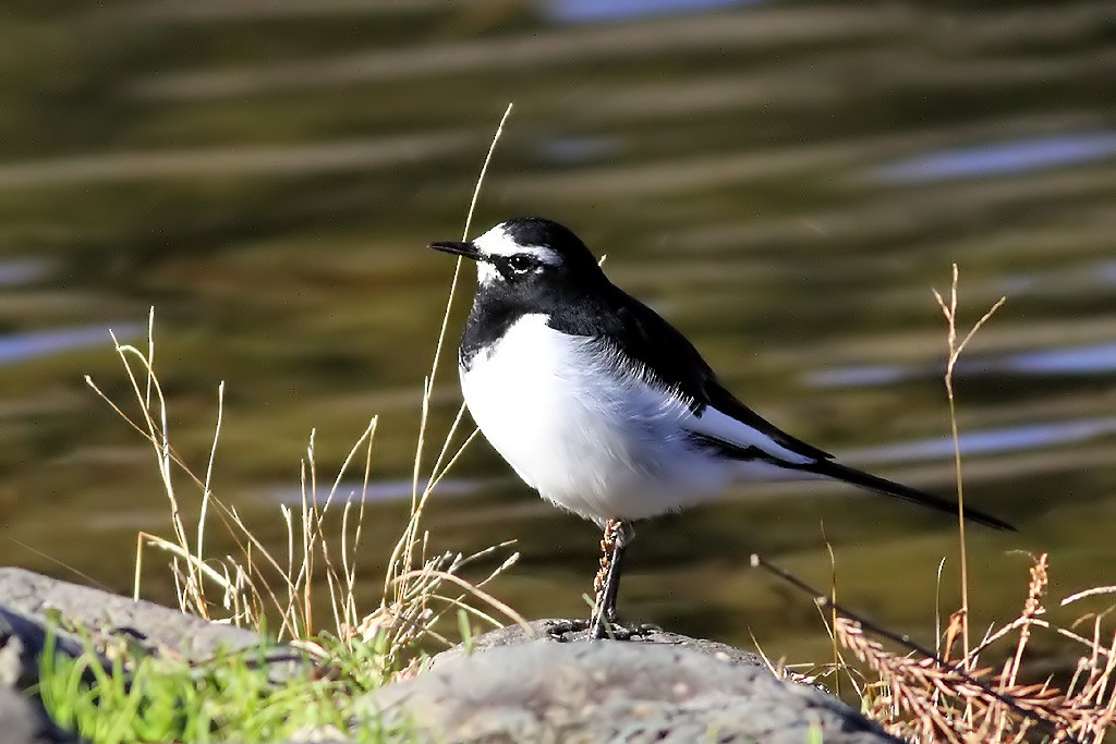Japanese Wagtail - Chris Chafer