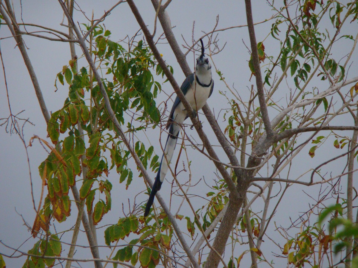 White-throated Magpie-Jay - ML205817441