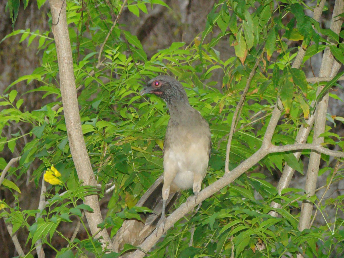 West Mexican Chachalaca - ML205817511