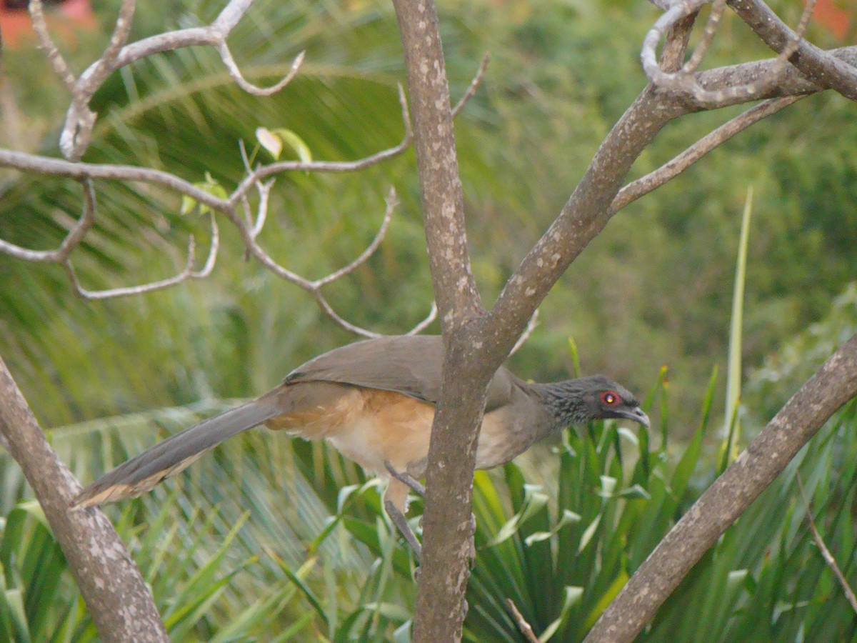 West Mexican Chachalaca - ML205817681