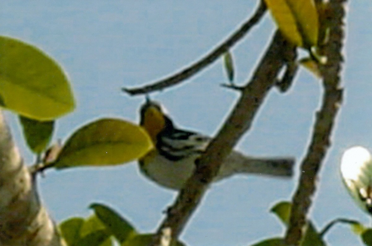 Yellow-throated Warbler - Ken Simonite