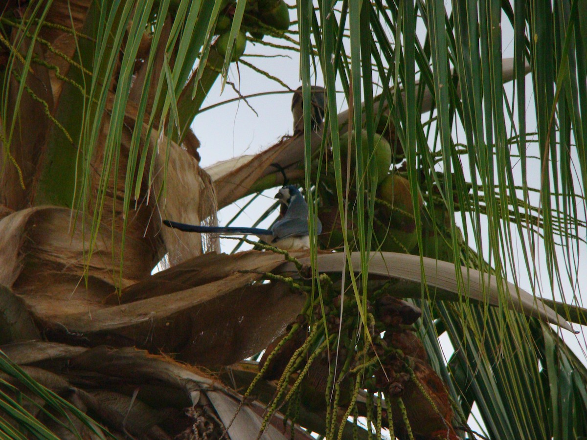 White-throated Magpie-Jay - Ken Simonite