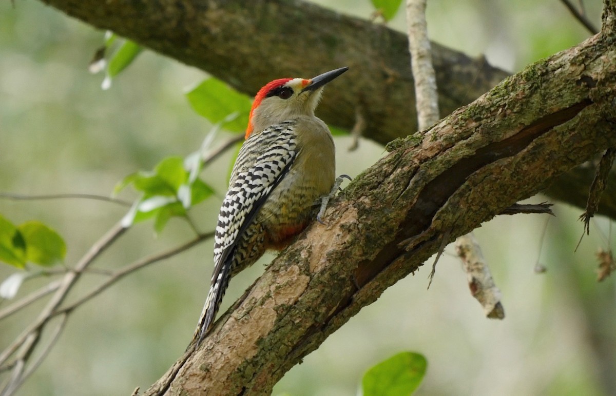 West Indian Woodpecker - ML205817941