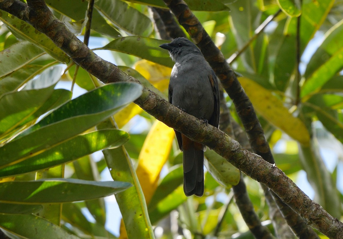 New Caledonian Cuckooshrike - ML205818151