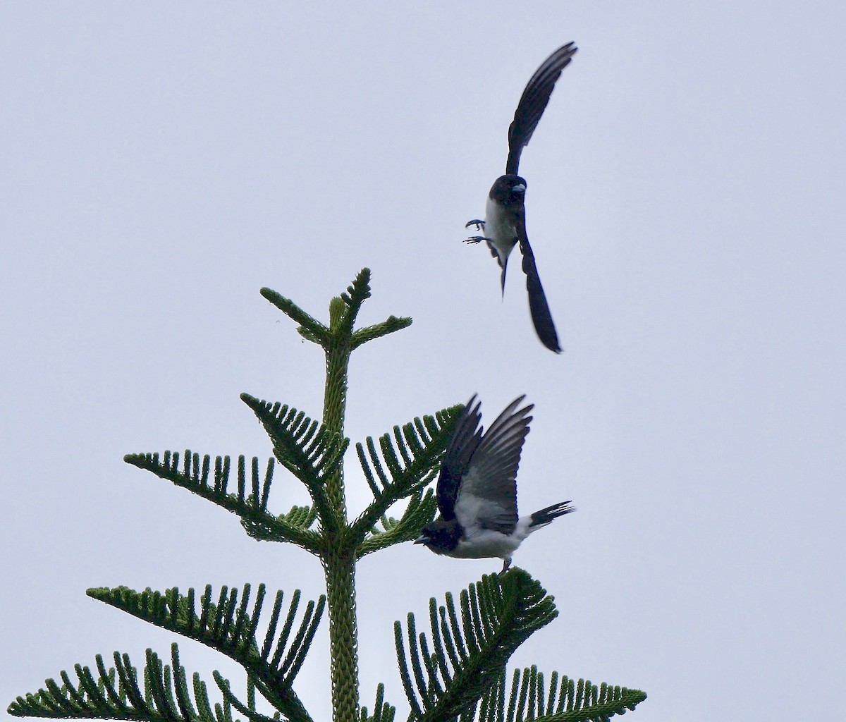 White-breasted Woodswallow - ML205818181