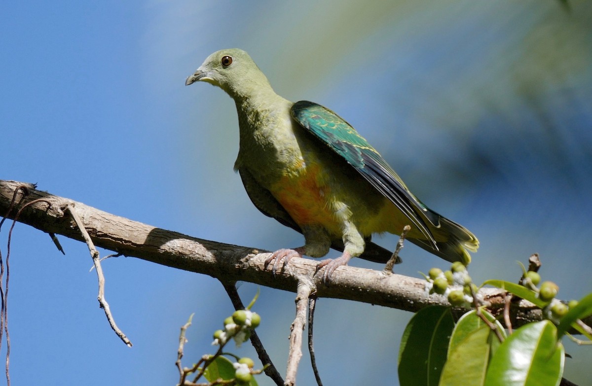 Silver-capped Fruit-Dove - ML205818221
