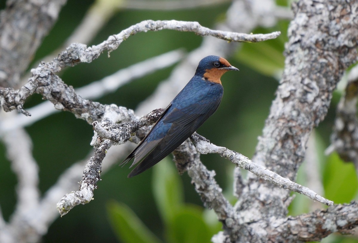 Pacific Swallow (Pacific) - Greg Baker