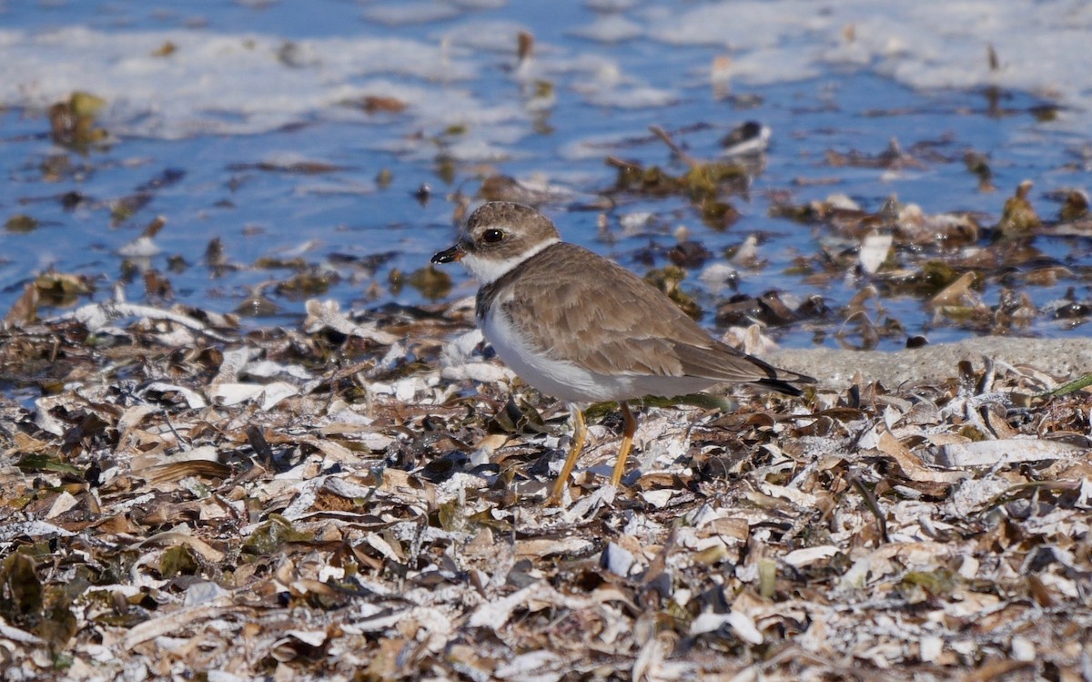 Semipalmated Plover - ML205818421
