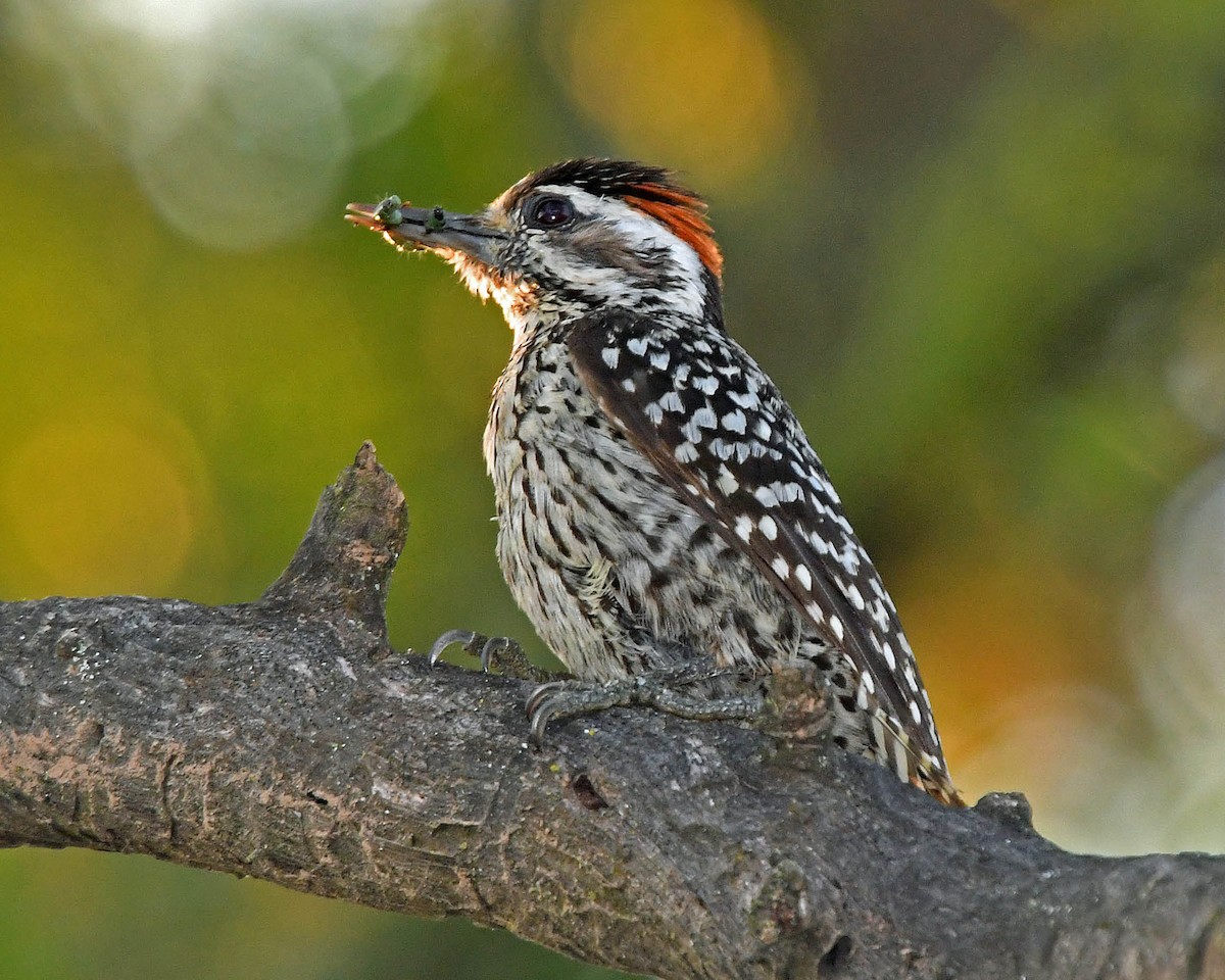 Checkered Woodpecker - Tini & Jacob Wijpkema