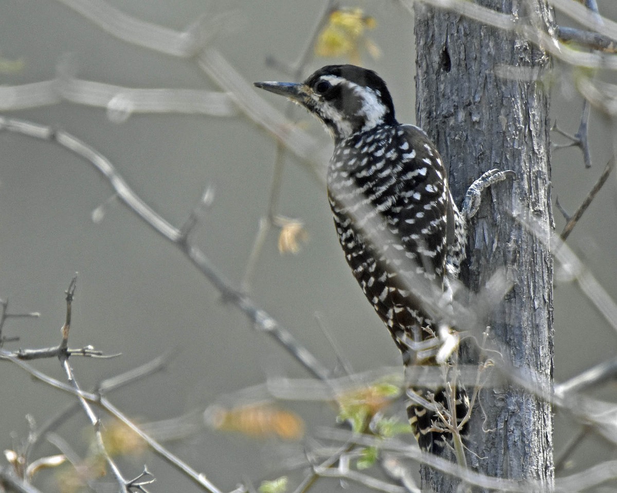 Striped Woodpecker - ML205819061