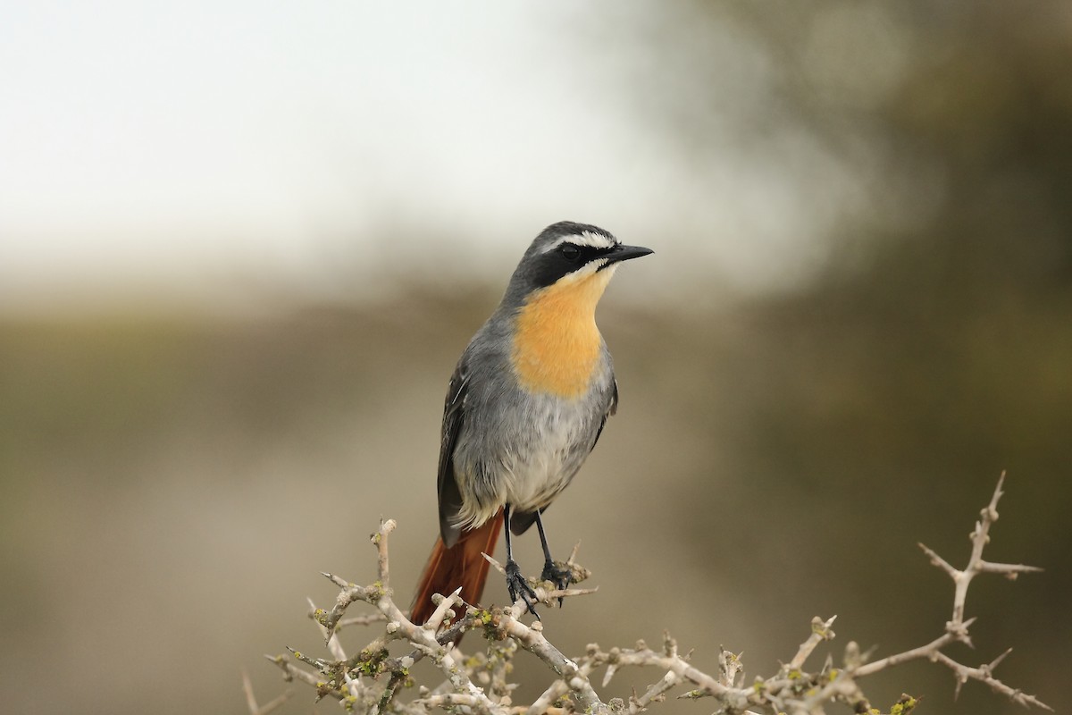 Cape Robin-Chat - Loutjie Steenberg