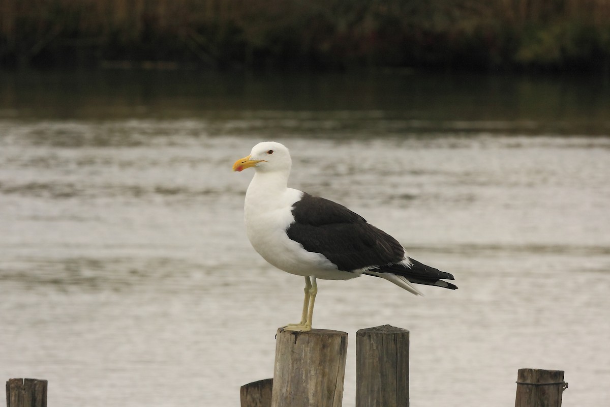 Kelp Gull (vetula) - Loutjie Steenberg