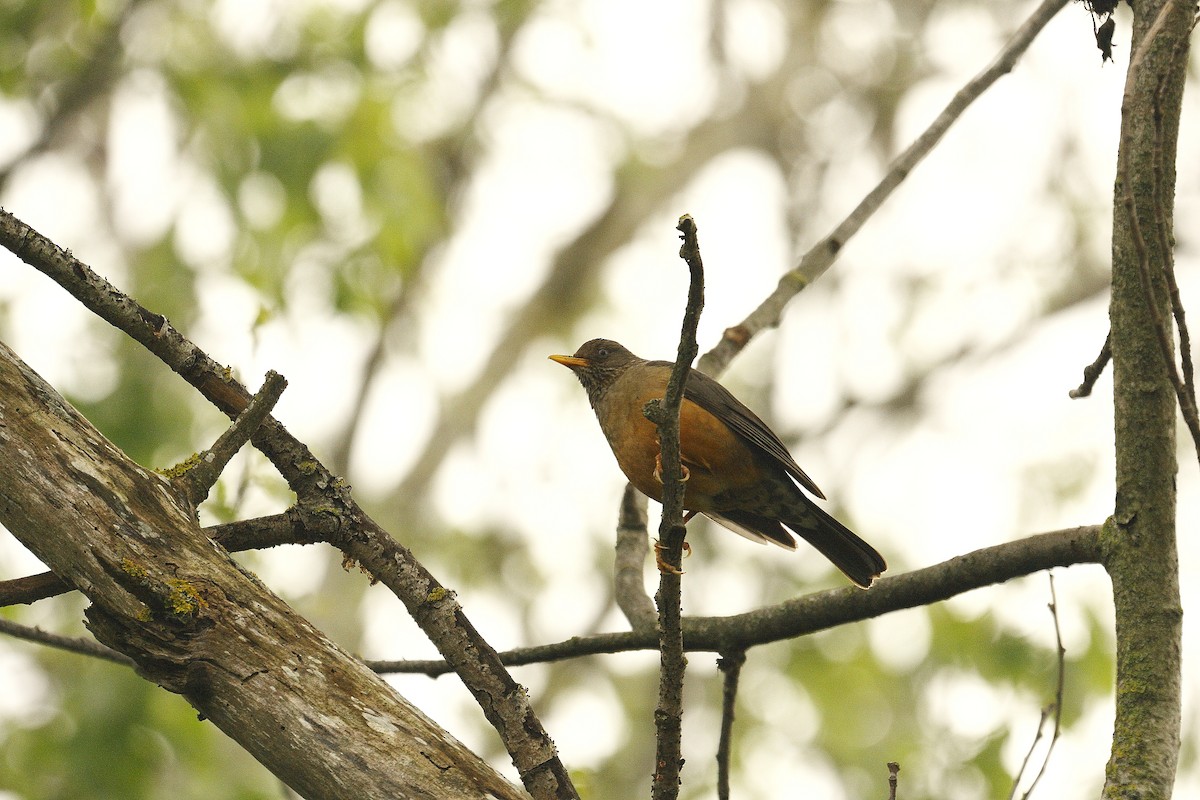 Olive Thrush - Loutjie Steenberg