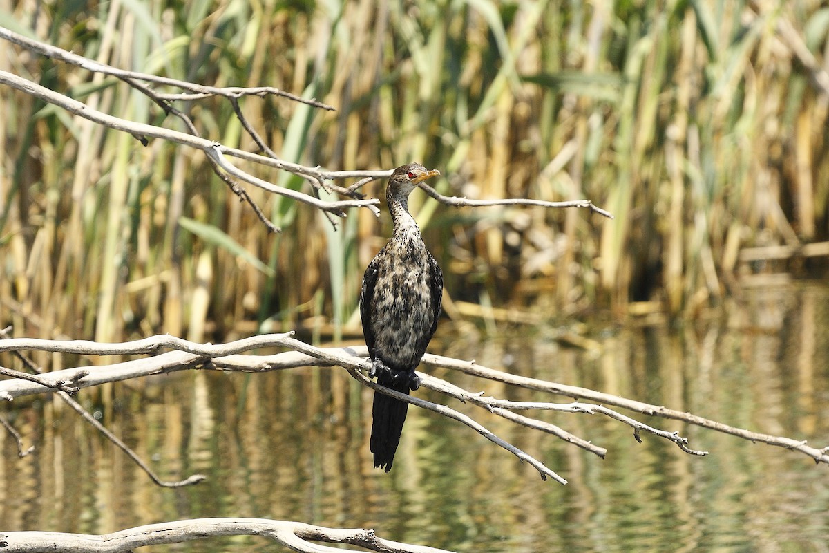 Long-tailed Cormorant - Loutjie Steenberg