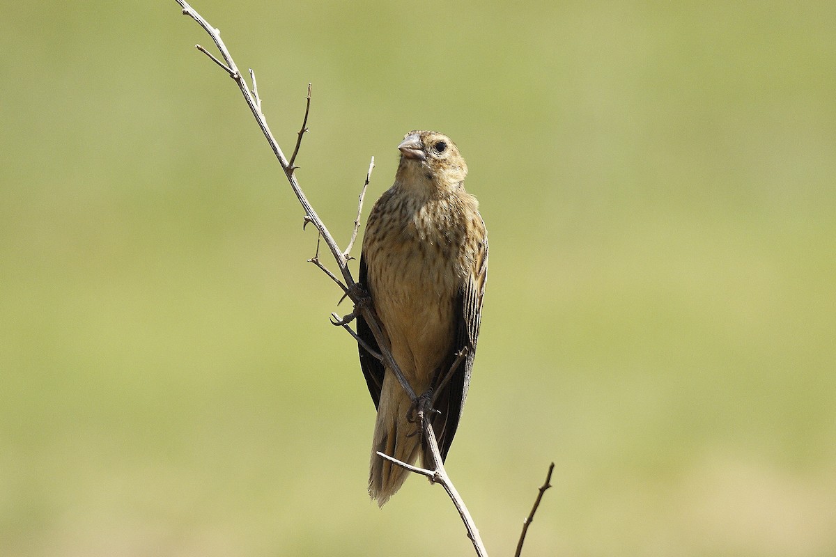Long-tailed Widowbird - ML205819681