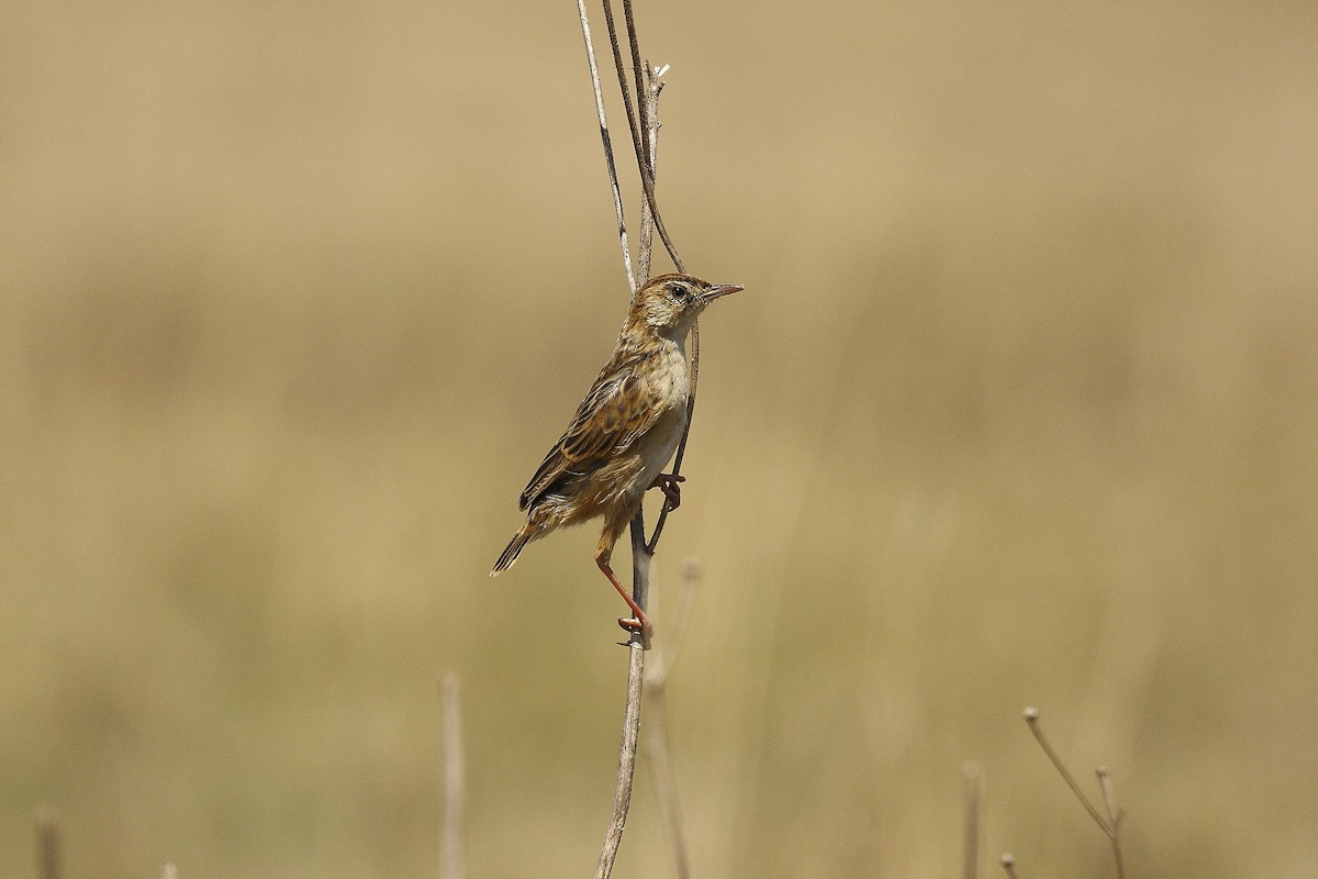 Wing-snapping Cisticola (Wing-snapping) - ML205819691