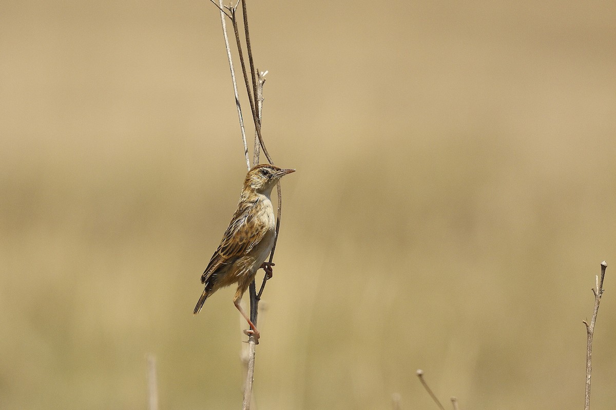 Wing-snapping Cisticola (Wing-snapping) - Loutjie Steenberg