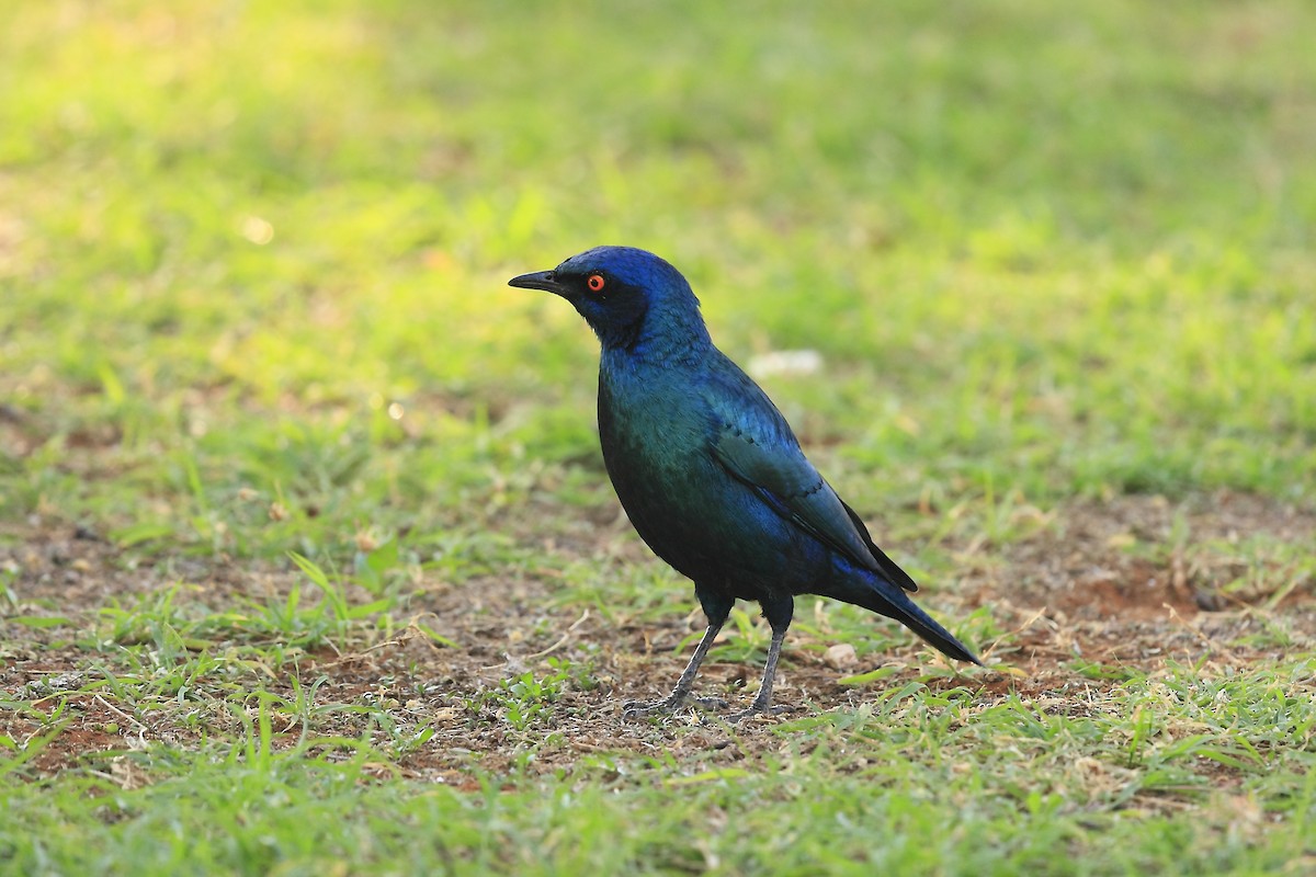 Cape Starling - Loutjie Steenberg