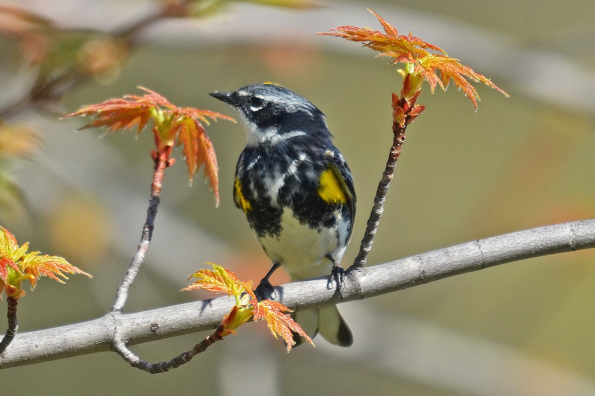Yellow-rumped Warbler (Myrtle) - Ken Simonite