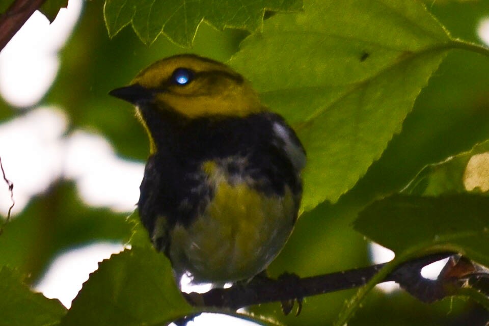Black-throated Green Warbler - Ken Simonite