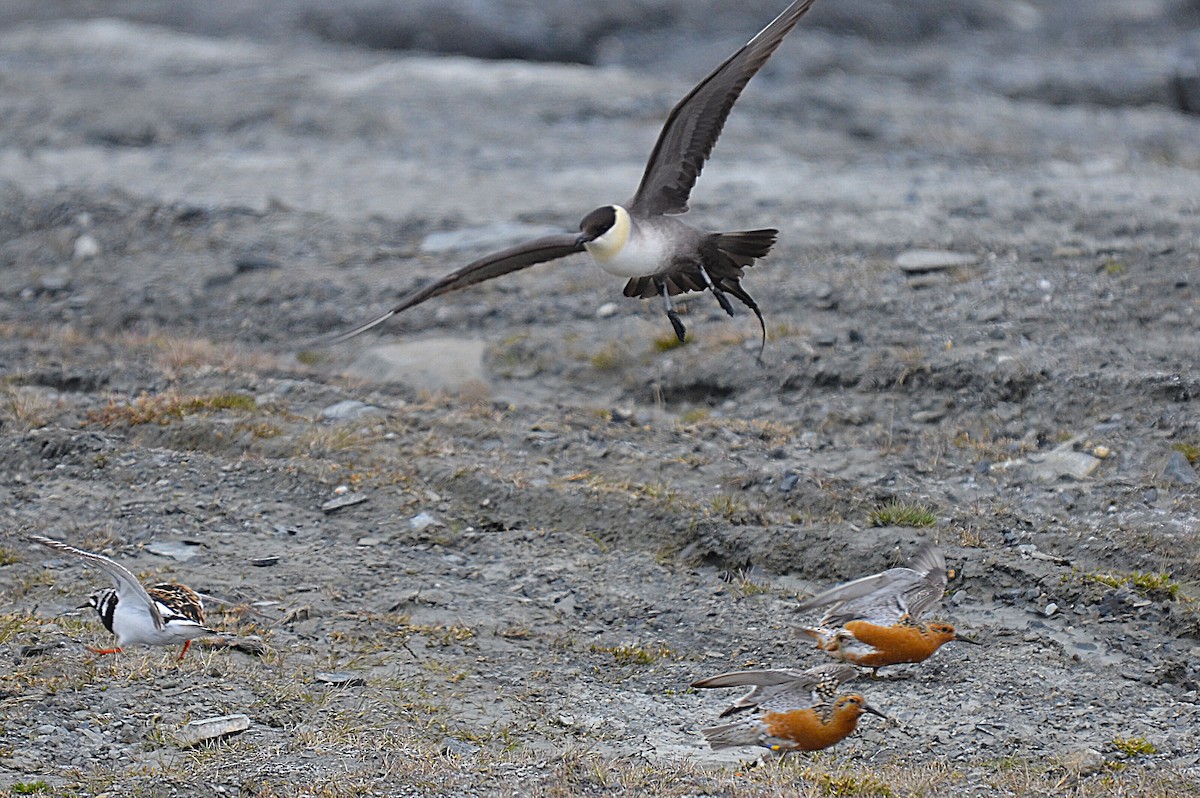 Long-tailed Jaeger - ML205820381