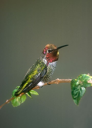 Anna's Hummingbird - Don  DesJardin