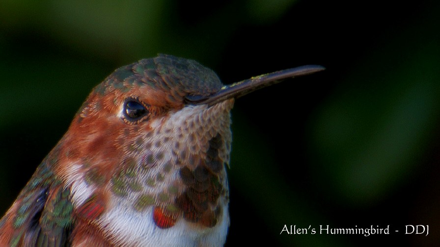 Allen's Hummingbird - Don  DesJardin